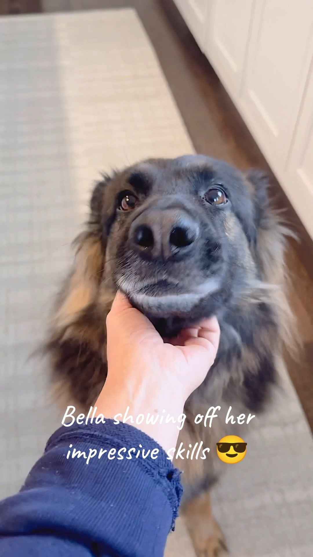 Bella showing off her impressive skills! She would literally do anything you ask for a piece of turkey or a treat! 😎 

#LTKPets #LTKWatchNow #LTKHome