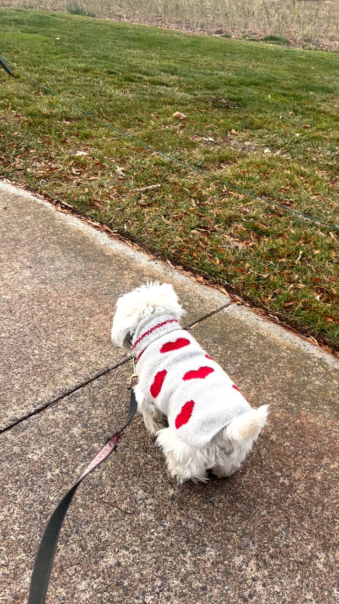 Morning walk wearing the cutest wool heart sweater! Great gift idea for the special dog in your life. 
Dog sweater, red hearts

#LTKmorningroutine #LTKGiftGuide #LTKHoliday
