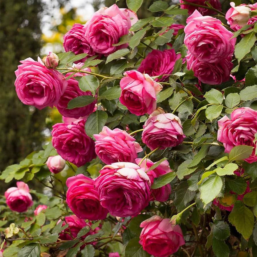 Heirloom Roses Climbing Rose - Pretty in Pink Eden Climber®, Rose Bushes Ready to Plant | Amazon (US)