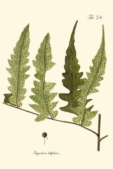 Small Antique Fern VII | Art.com