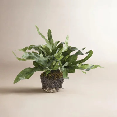 Georgia Echeveria Fern Drop-In Faux Plant | Wayfair North America