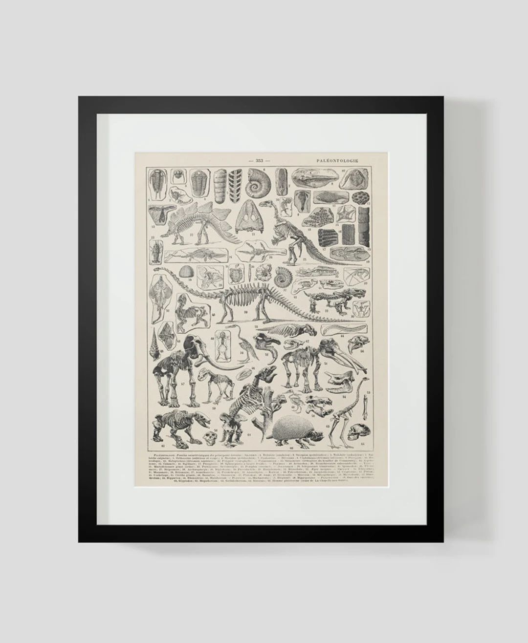 Vintage French Print of Dinosaur Skeletons Instant Digital - Etsy | Etsy (US)