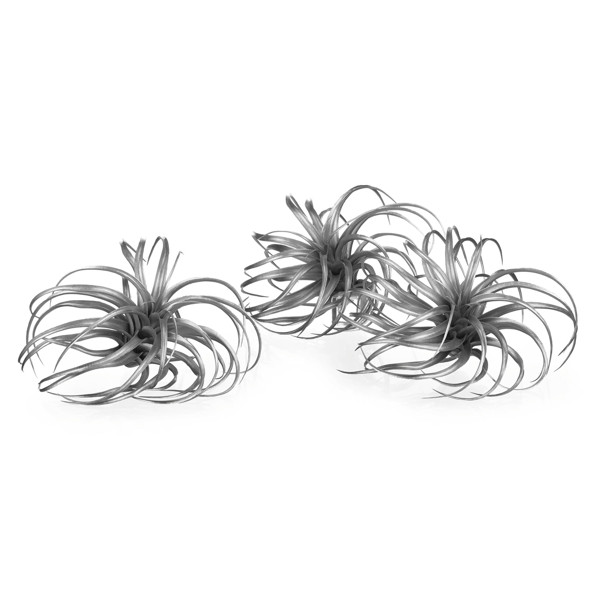 Faux Air Plant | Z Gallerie