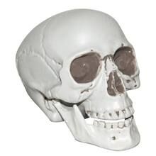 8'' Plastic Skull by Ashland® | Michaels Stores