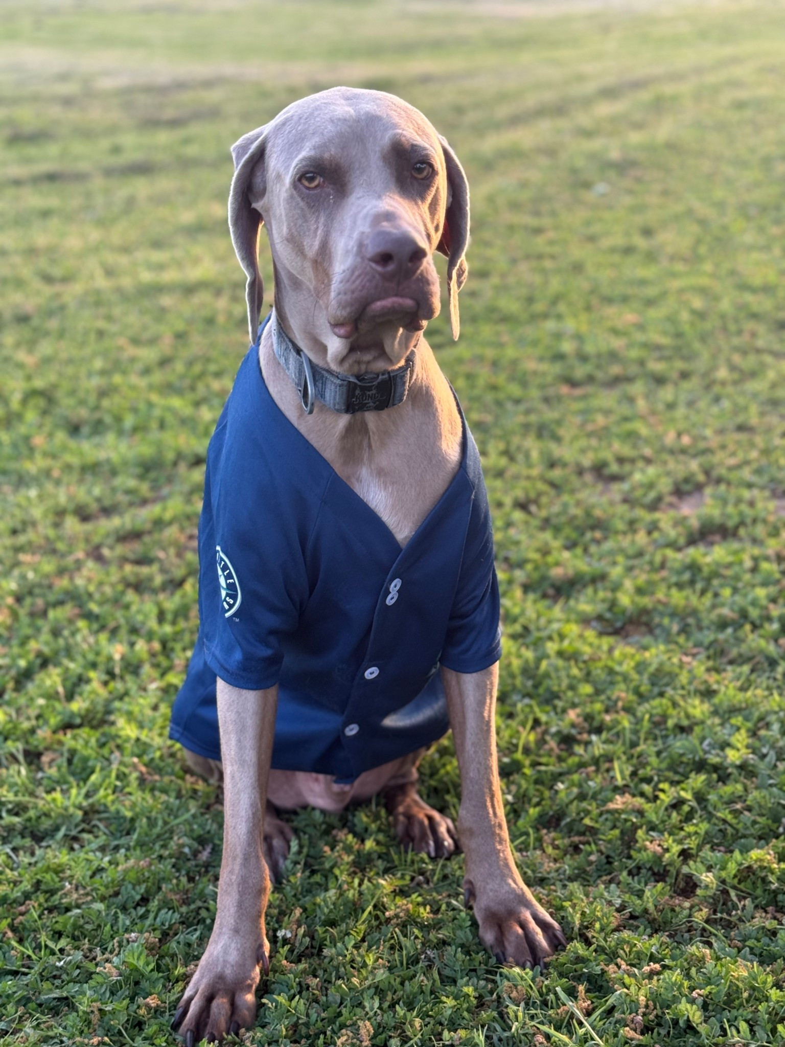 This Seattle Mariners loving dog of mine is excited for MLB Opening Day!! I bought Griffey this Mariners dog baseball jersey two years ago and it’s still in great condition!! It’s currently on sale! When I adopted him he chewed up every collar except for this one! This Kong dog collar is durable and well made! He’s had it for over years! ❤️ 

#LTKSaleAlert #LTKSeasonal #LTKdayinmylife