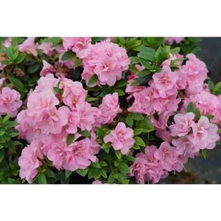 PROVEN WINNERS 4.5 in. Qt. Perfecto Mundo Double Pink Reblooming Azalea (Rhododendron) Live Shrub... | The Home Depot