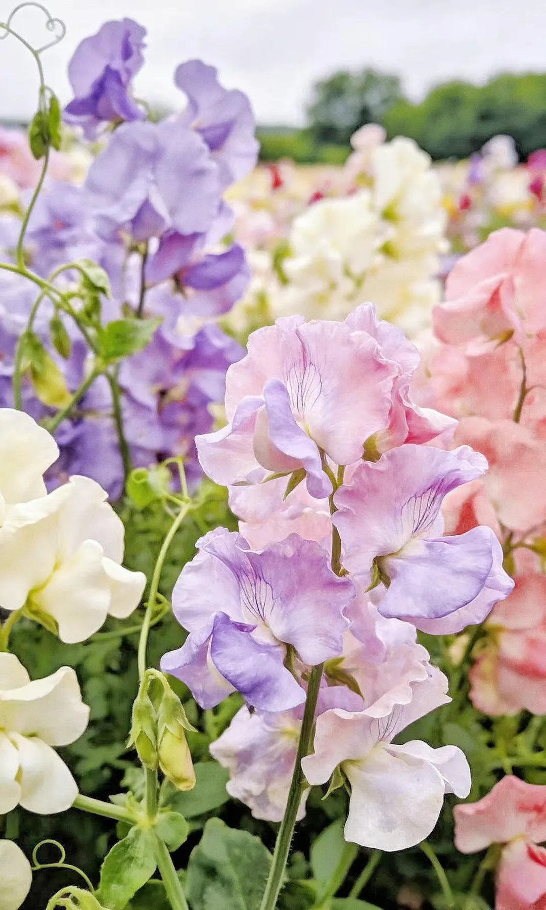 Fragrant Mixed Sweet Pea Seeds – 20 Cutting & Fragrance, Wreaths, Flower Arranging, Romantic Ga... | Etsy (US)