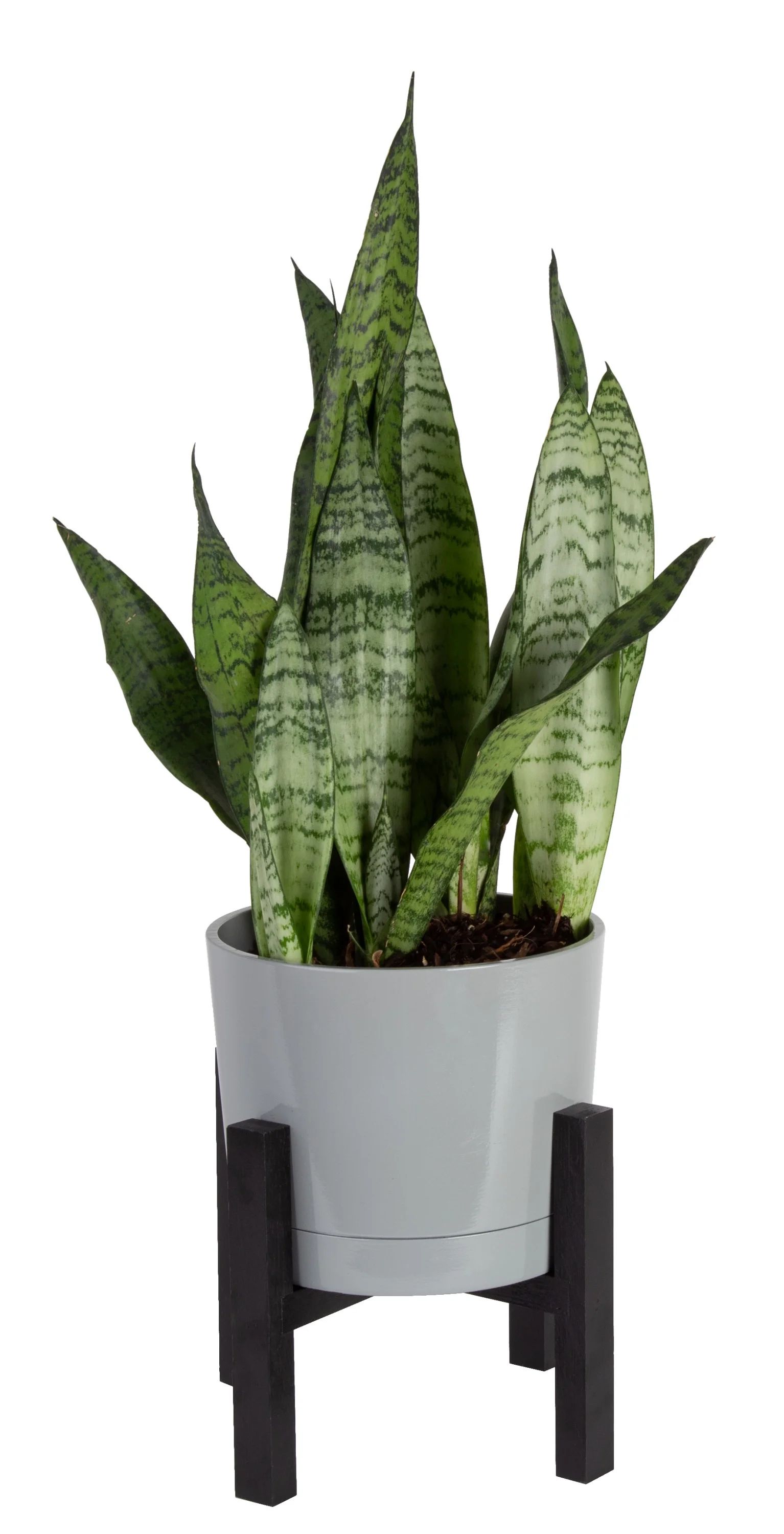 Costa Farms Live 14-inch Tall, Easy to Grow Snake Plant, Sansevieria Grower's Choice, Bright Indi... | Walmart (US)