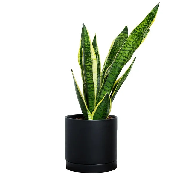 Greendigs Snake Plant, 7 in. Black Pot, Perfect for Beginners - Walmart.com | Walmart (US)