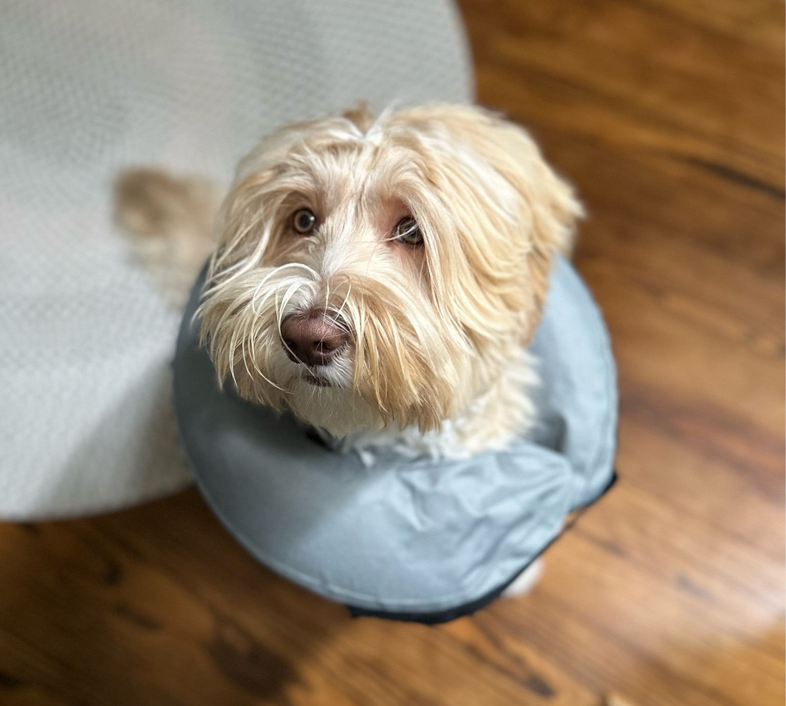 Dog donut

#LTKfindsunder50