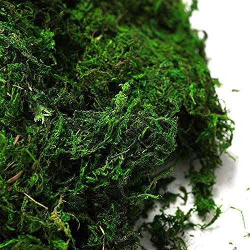 Byher 92926 Preserved Forest Moss, Fresh Green (8OZ) | Amazon (US)