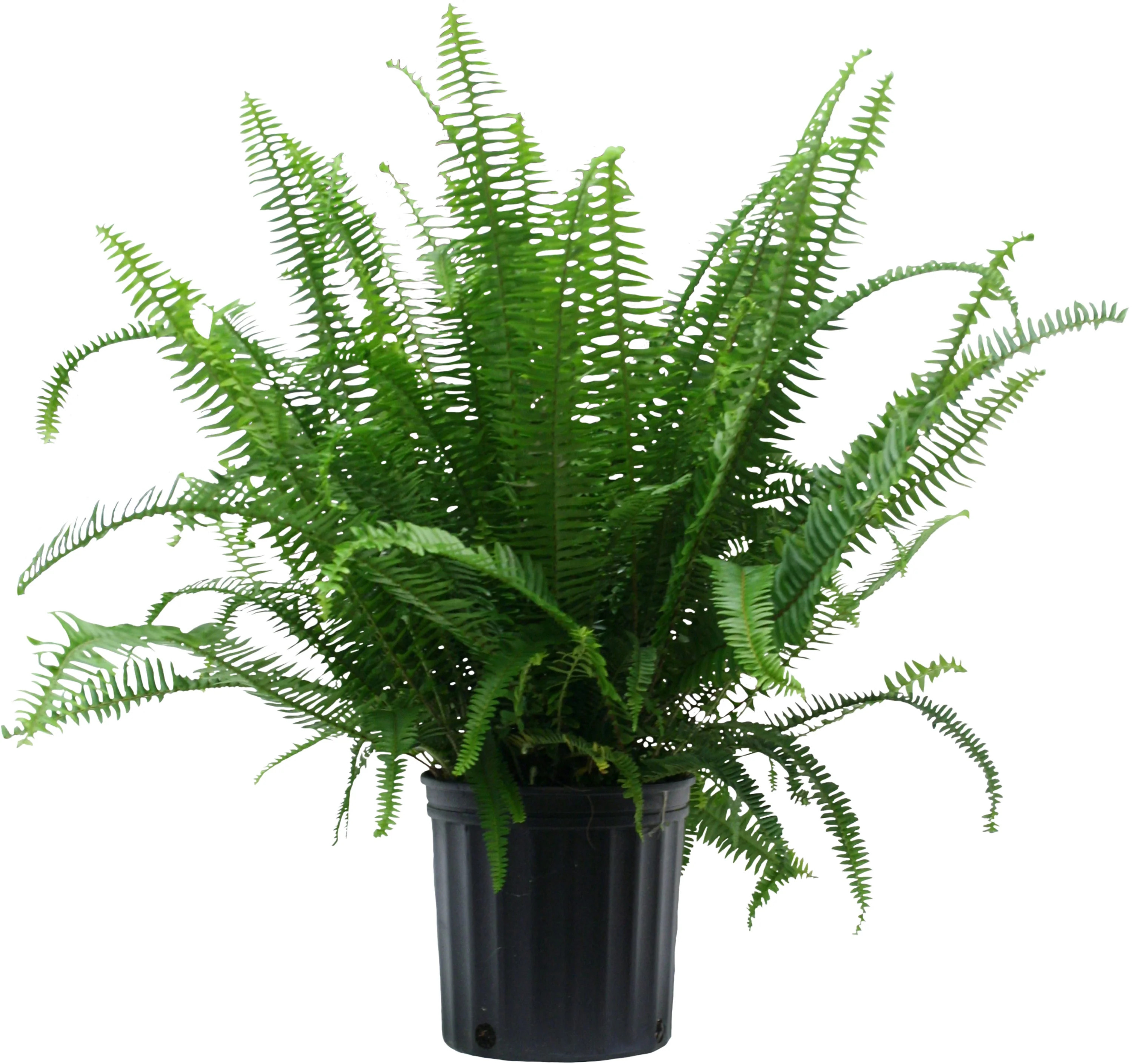 Costa Farms 26" Kimberly Fern Live House Plants in 10" Grower Pot | Walmart (US)