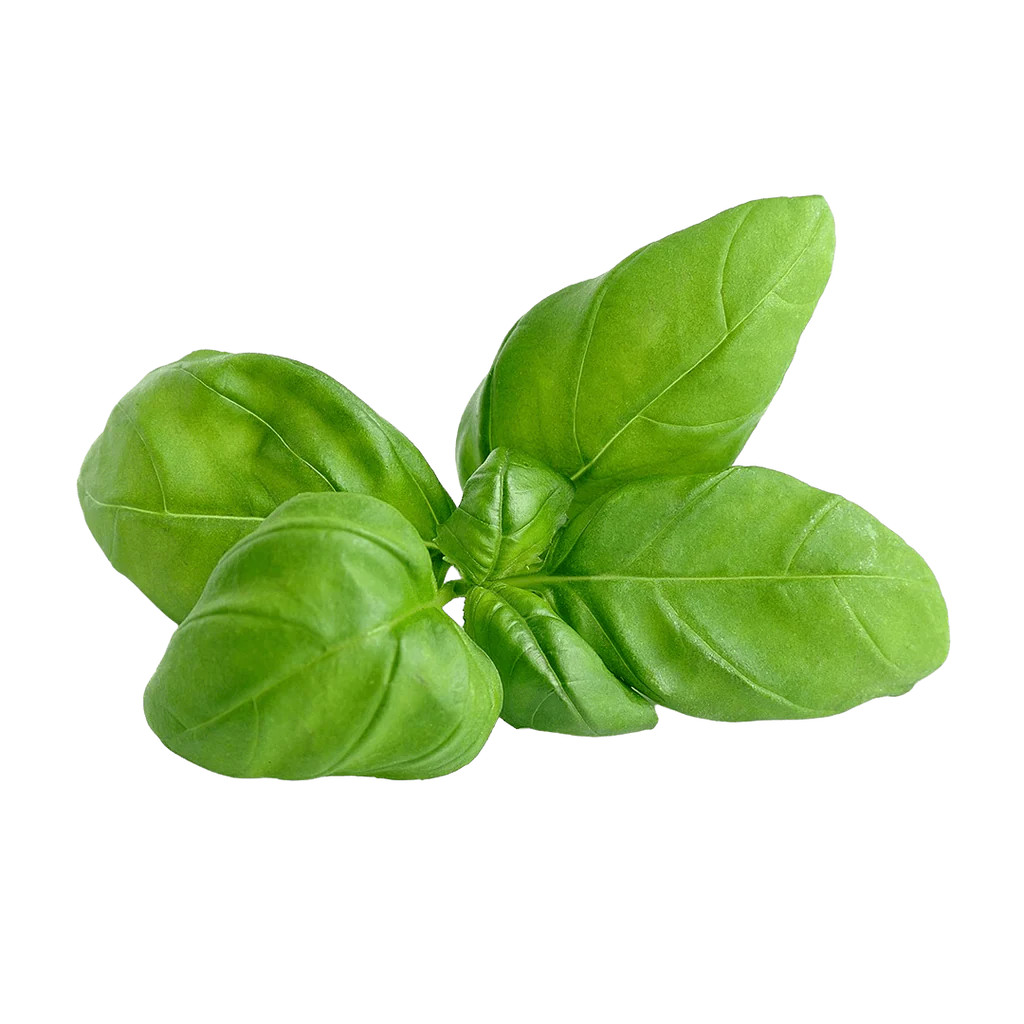 Genovese Basil | Lettuce Grow