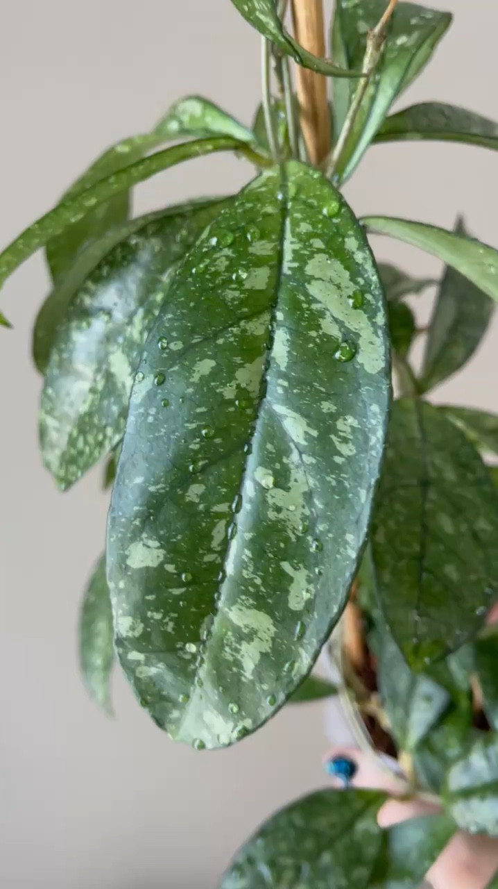 Can we take a moment to appreciate #hoyacrassipetiolatasplash? Those silvery splashes on its deep green leaves are pure magic! It’s like nature’s own art piece with those patterns. 

Who’s growing this beauty too?

Liz’s personal experience only…every environment is different:
🪴Light: 16 hours of grow lights 
🪴Water: when dry
🪴Avg Temp last 30 days: 68F
🪴Relative Humidity last 30 days: 45%
🪴Fussy: not for me
🪴Rate of growth: medium fast
🪴Rareness: 33% of the participants in my poll in stories reported having this one 
🪴Pot size: 3” clear pot 
🪴Growing Medium: my custom coco husk mix
🪴Fertilizer: I apply a nutrient-rich fertilizer tailored for Hoyas approximately every other watering when the plant isn’t dormant. It’s packed with essential macro and micronutrients, it’s the best I’ve found for hoyas!🪴
🪴Rooting Method: in my custom coco coir mix
🪴Time In My Care: 3 years 
🌸Age until 1st bloom: 3 years from cutting 
🪴Would Liz recommend this one: yes!

👍follow for more & 🏷️ save for future reference 

#ilovehoyas #hoyacollector #hoyahead #hoyaappreciation #hoyacollection #plantsmakemehappy #ihavethisthingwithplants #easilydistractedbyplants #hoyasaremyjam #hoyacollection #hoyaheaven #hoyamylove #hoya #hoyalover #hoyalove #waxplant #hoyasofinstagram #thehoyacollective #houseofhoya #houseplantclub #hoyafanatic #plantstagram #rareplants #plantsmakepeoplehappy #hoyacaretips #themoreyouknow #plantphotography #plantsinmyhome #plantsinmyspace #hoyacrassipetiolata

#LTKFindsUnder100 #LTKHome #LTKFindsUnder50