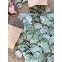 Dried Eucalyptus Confetti | Etsy (US)