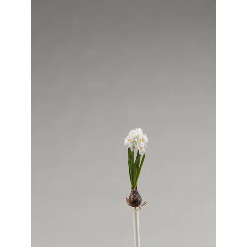 Paperwhite Stems, Bushes, And Sprays Arrangement | Wayfair North America