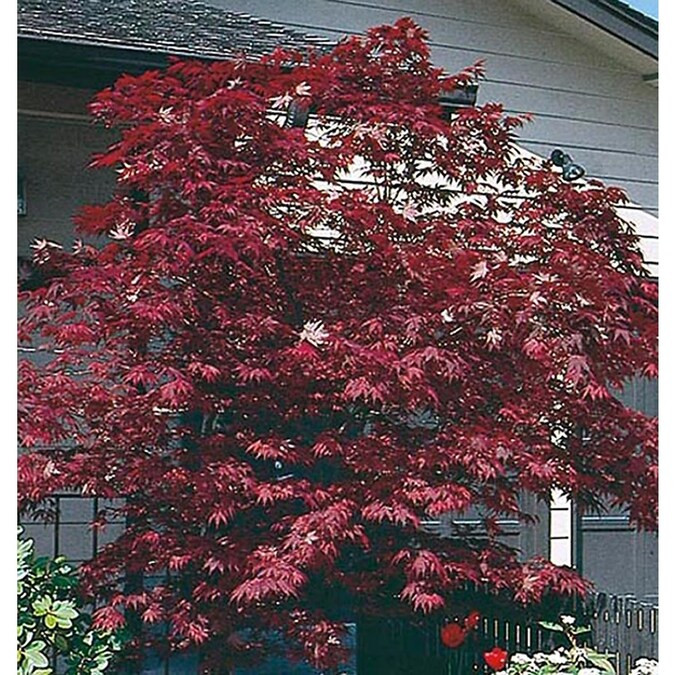 19.5-Gallon Assorted Upright Japanese Maple Feature Tree in Pot (L5413) Lowes.com | Lowe's