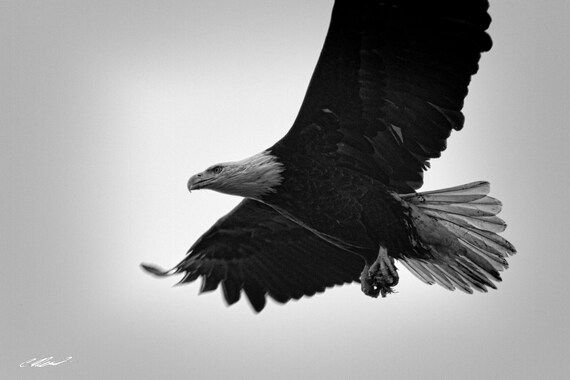 Bald Eagle in Flight - Etsy | Etsy (US)