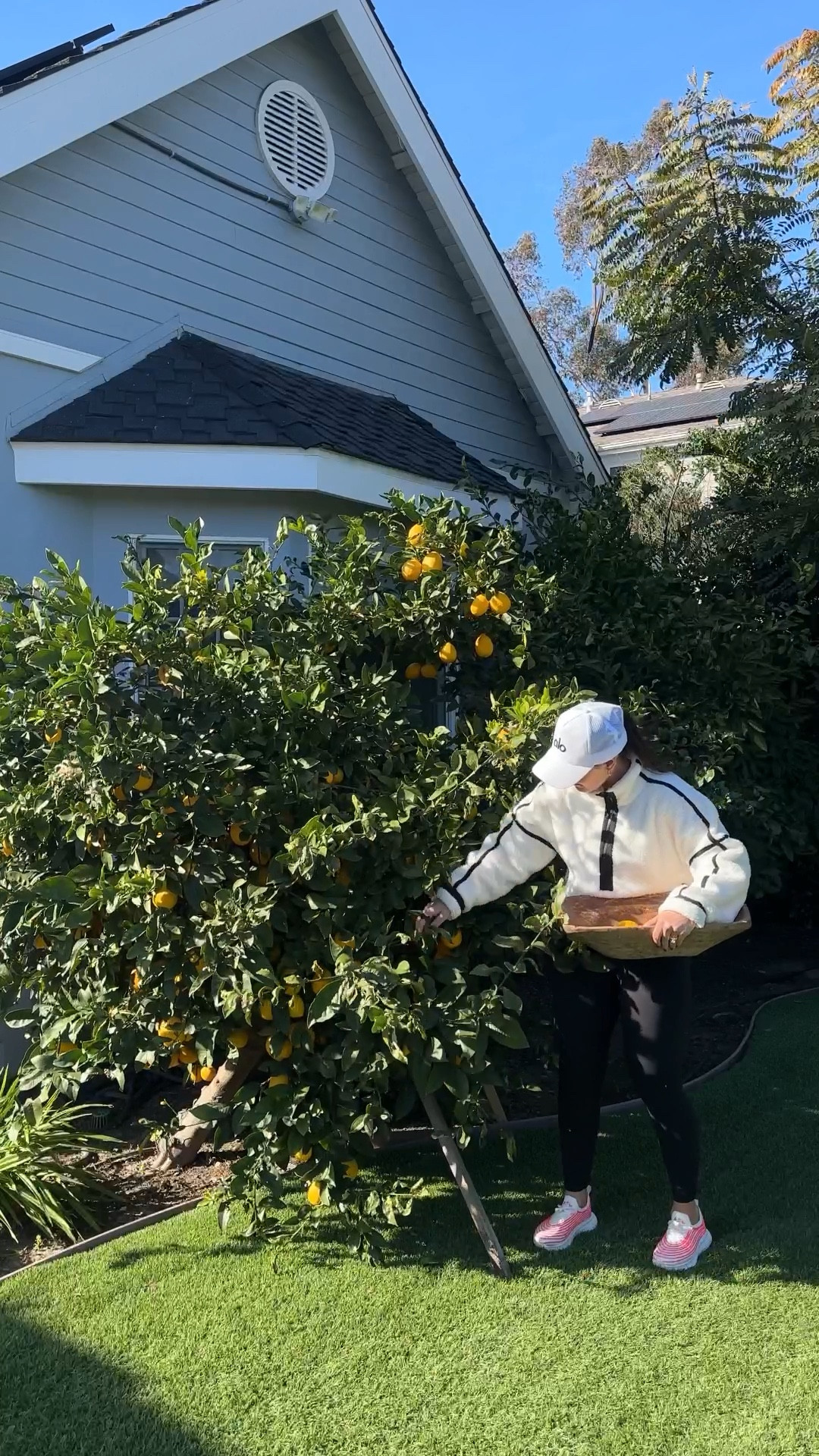 LIFE HACK - freeze your fruit juice! 
I picked about 50 lemons off our tree and they will now last me all year long! 
Perfect for when I need lemon water or lemon in a recipe! 


#LTKfamily #LTKhome #LTKSeasonal