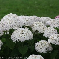 Invincibelle Wee White® Hydrangea | #2 Pot | Proven Winners | Plant Addicts