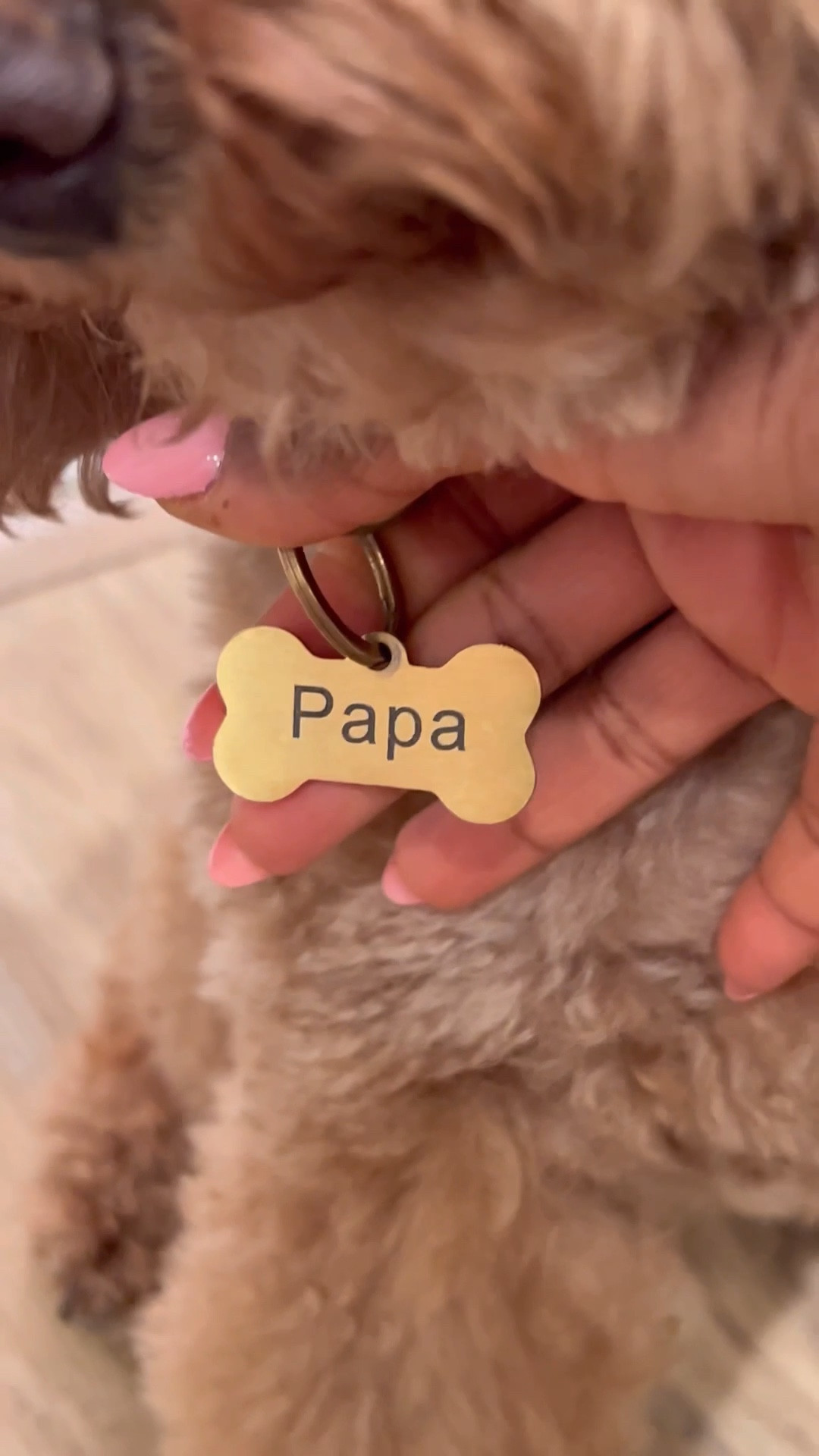 AirTag collar & name plate 