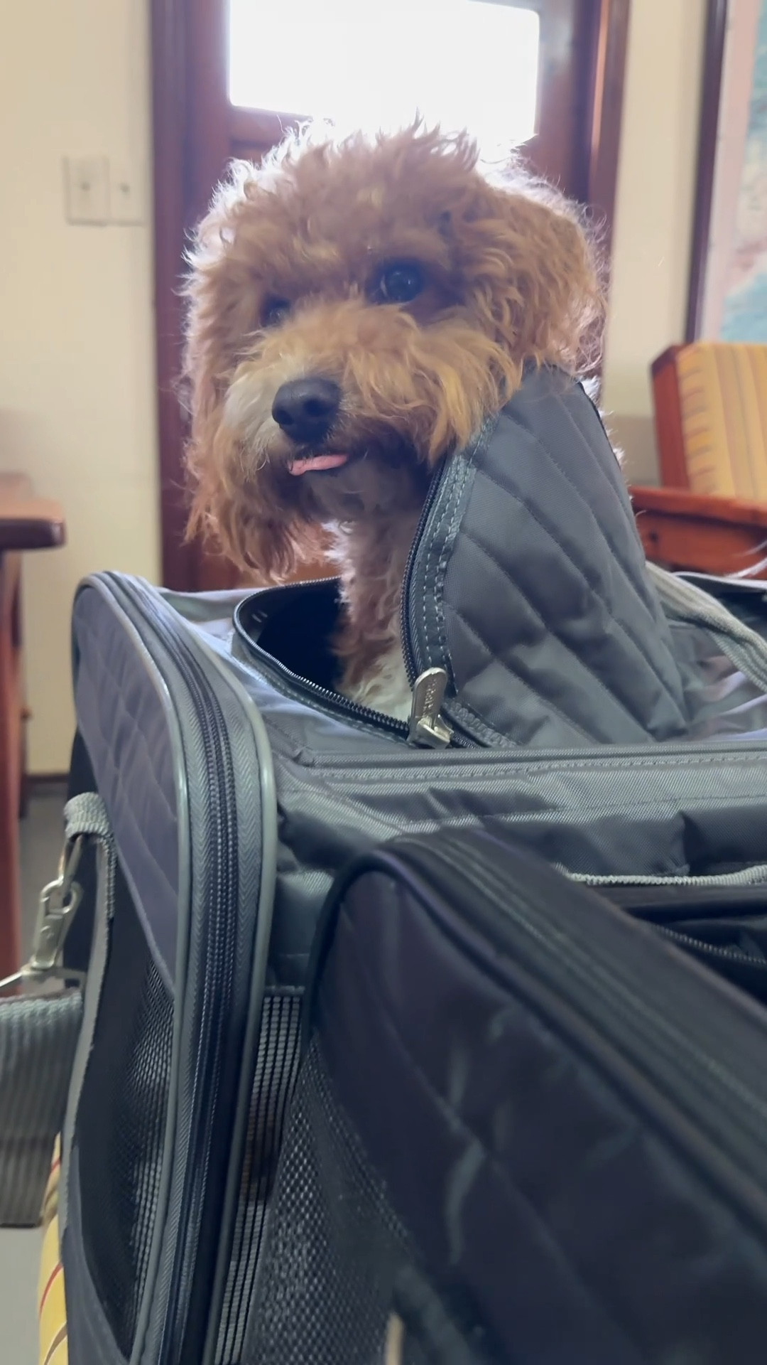 My dog’s travel bags are from sherpa brand - black is the medium size & the gray is the large size. There’s a removable Sherpa lining that can be thrown in the wash. These dog travel carriers are airline approved.

#LTKPets #LTKTravel