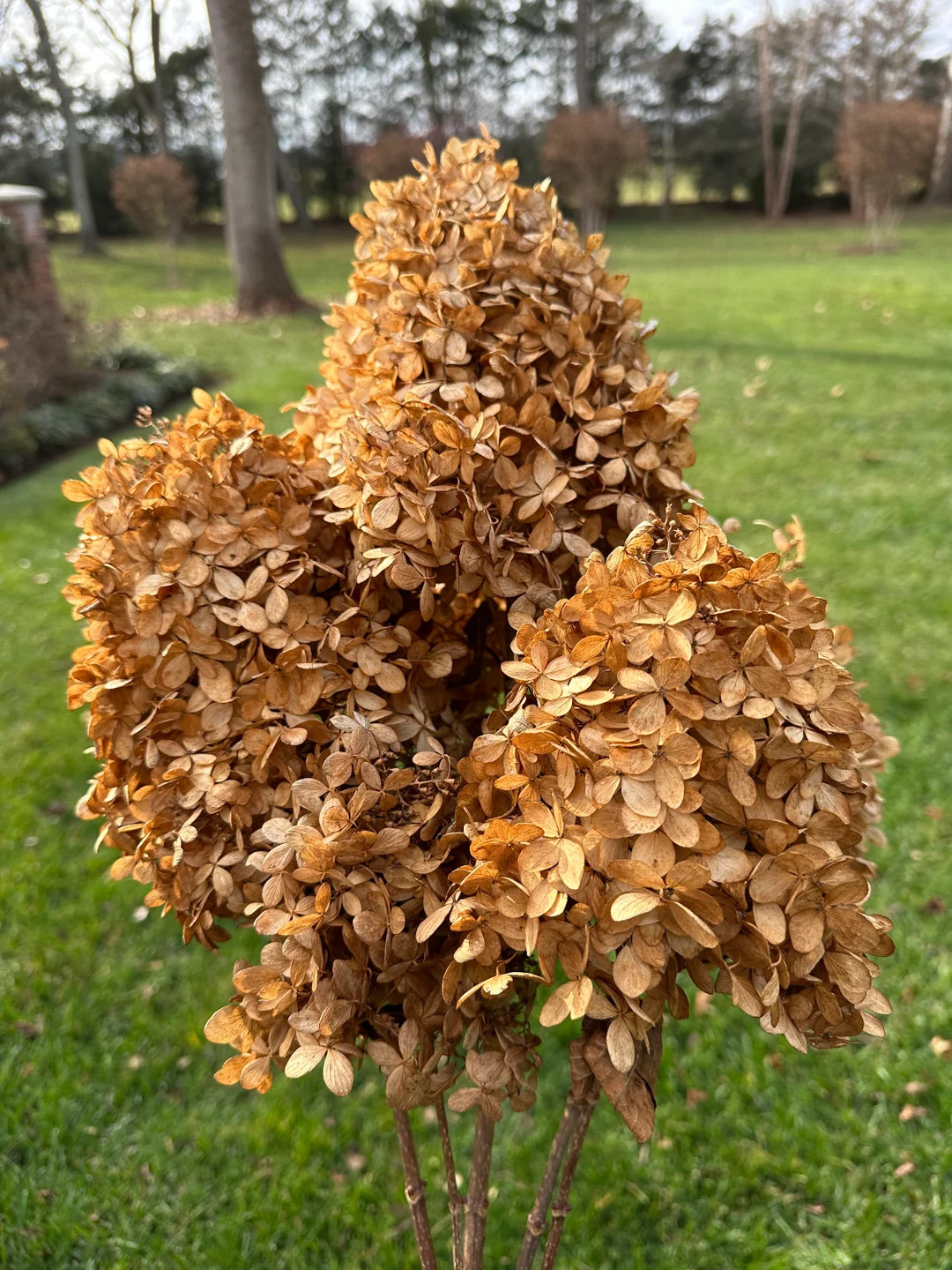 Dried Hydrangea Stems - 5 stems per bunch | Etsy (US)