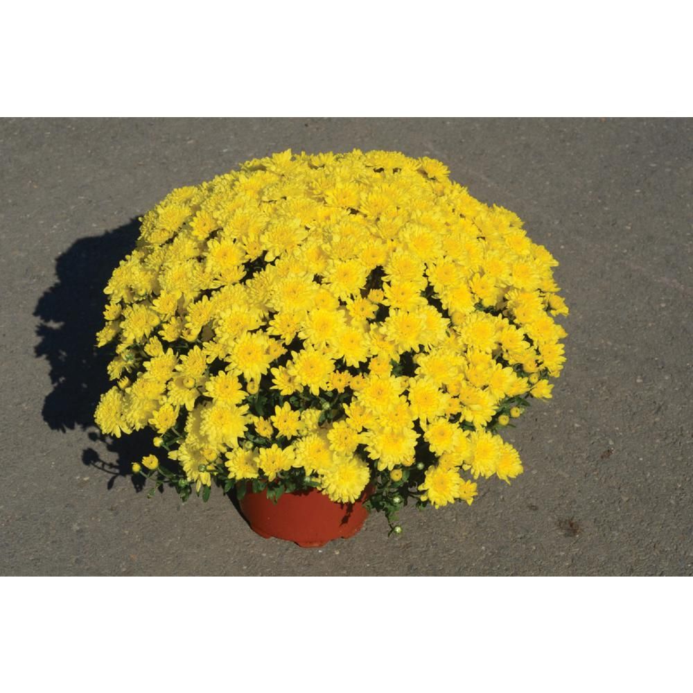 8 in. Yellow Chrysanthemum Plant with Yellow Blooms | The Home Depot