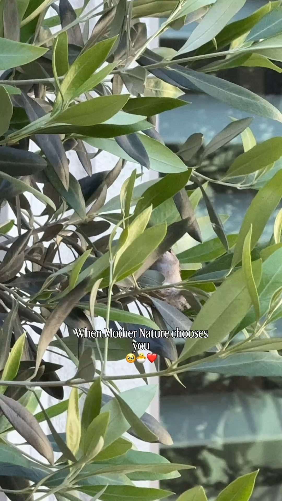 Buy the hummingbird feeder 🐣🧺😭 #hummingbird #amazon #spring 

#LTKHome