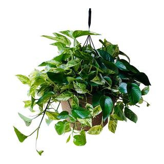2 Gal. Golden Pothos Plant in 12 In. Hanging Basket | The Home Depot