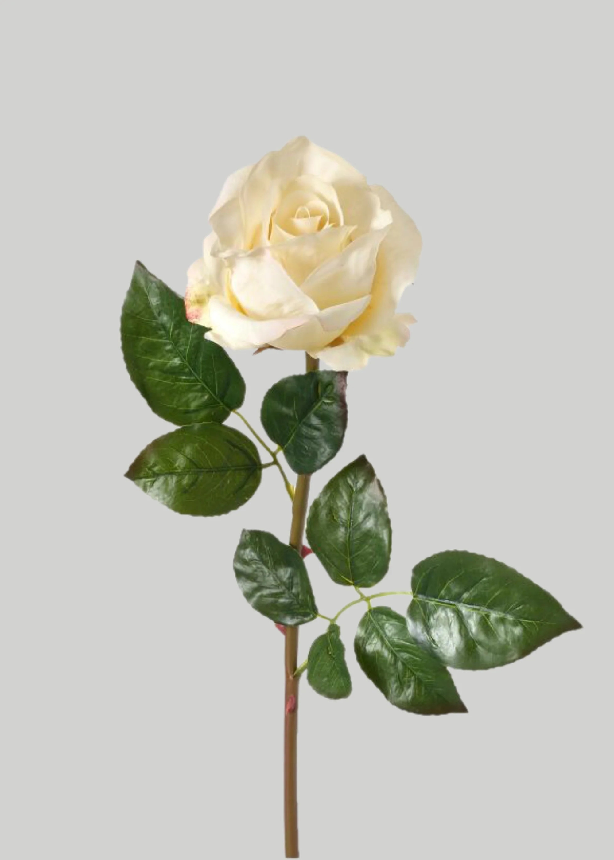 Faux Cream Blush Rose Stem | Real Touch Flowers at Afloral | Afloral