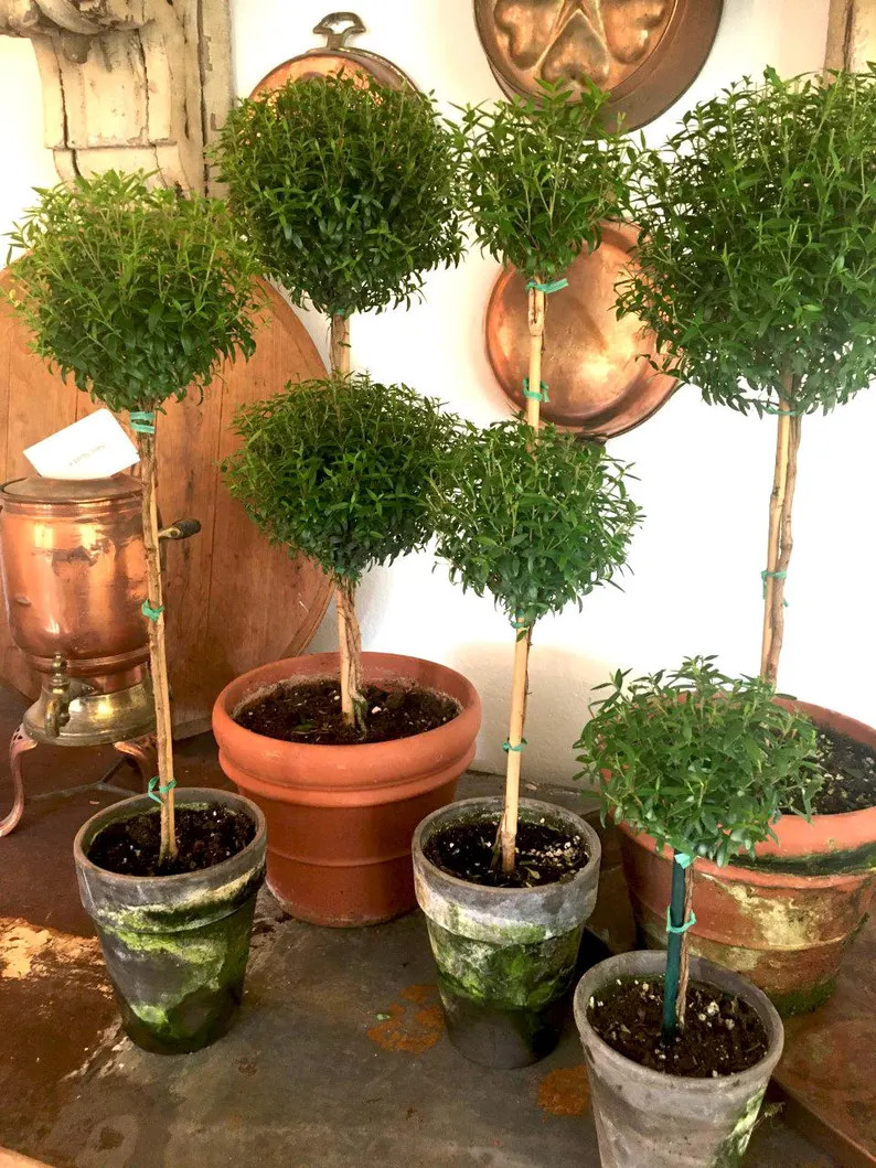Live Plants-Myrtle Topiary 16-18" | Etsy (US)