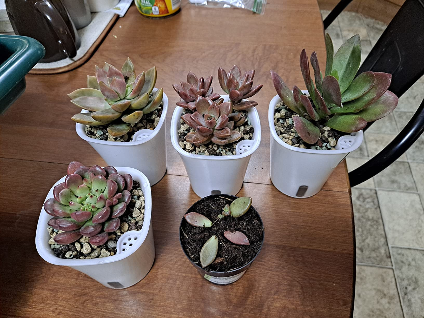 Amazon.com : 8cm Self Watering Pots,10 Sets Self Watering Planter Pots for Indoor Plants with Wat... | Amazon (US)