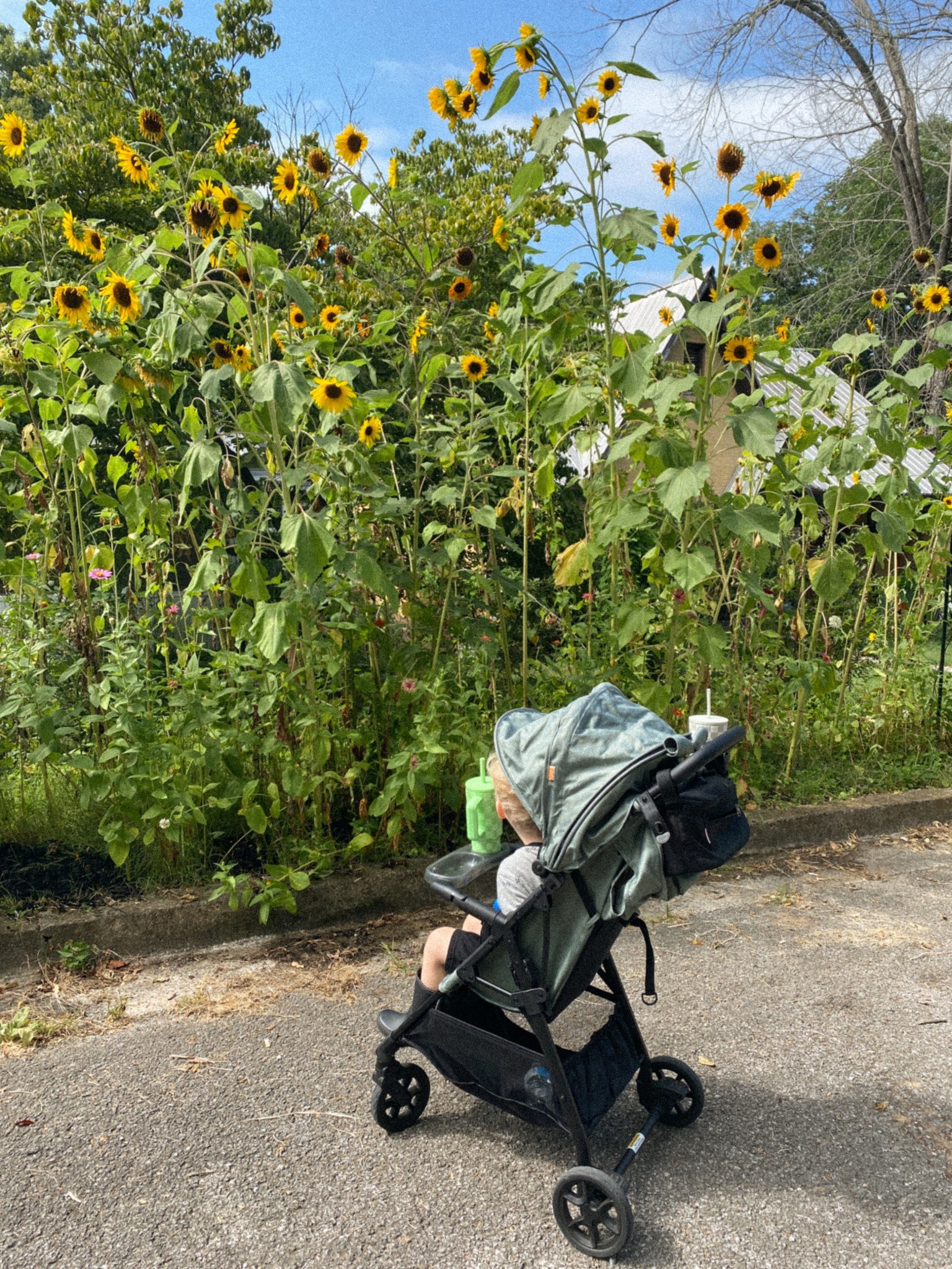 morning walk with our absolute favorite stroller! so many different attachments and a one handed fold make it a no-brainer 🤍

#LTKBaby #LTKFamily