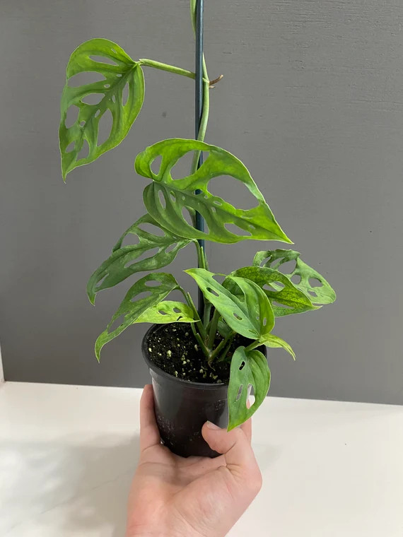 Monstera Adansonii Swiss Cheese Plant - Etsy | Etsy (US)