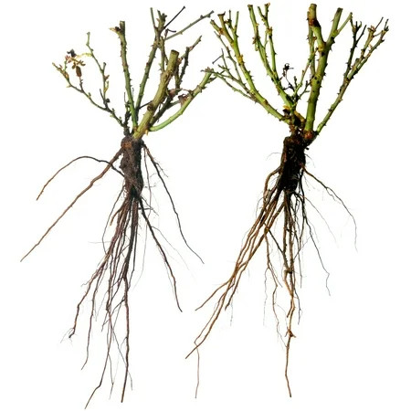 Scentables ™ Bareroot Raspberry Cupcake ™ Hybrid Tea Rose - Live Shrub with Full Sun - 2 Piece | Walmart (US)