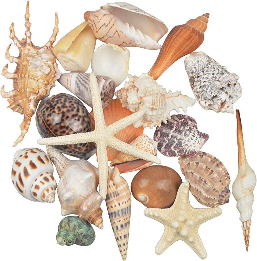 Jangostor 21 PCS Large Sea Shells Mixed Ocean Beach Seashells,Various Sizes Natural Colorful Seas... | Amazon (US)