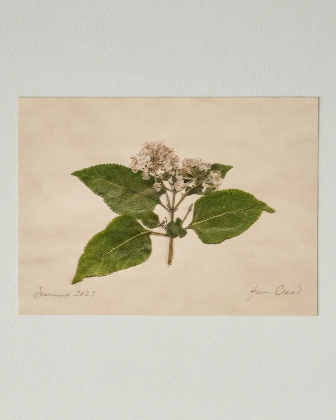 Jo's Hand Pressed Herbarium Prints - "From Crew" '23 | Magnolia