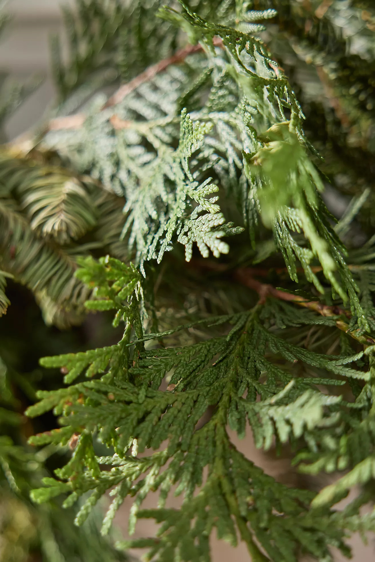 Fresh Juniper + Noble Fir Garland | Terrain