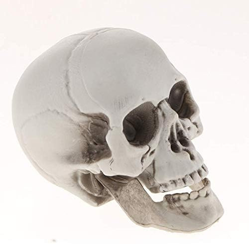 Plastic Human Head Skeleton Skull Figurines Sculpture for Halloween Home Decoration Craft Statues... | Amazon (US)