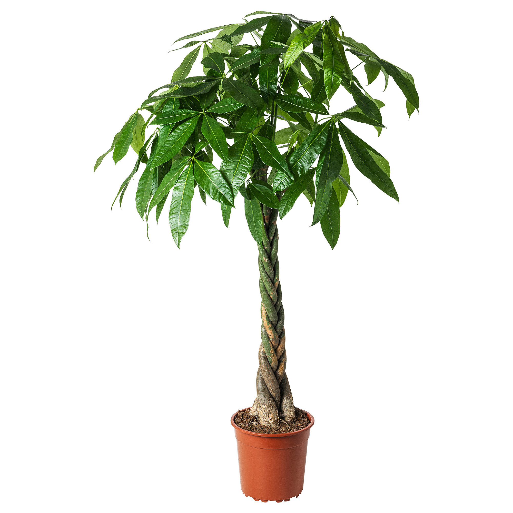 PACHIRA AQUATICA Pflanze, Glückskastanie, 27 cm - IKEA Deutschland | IKEA (DE)