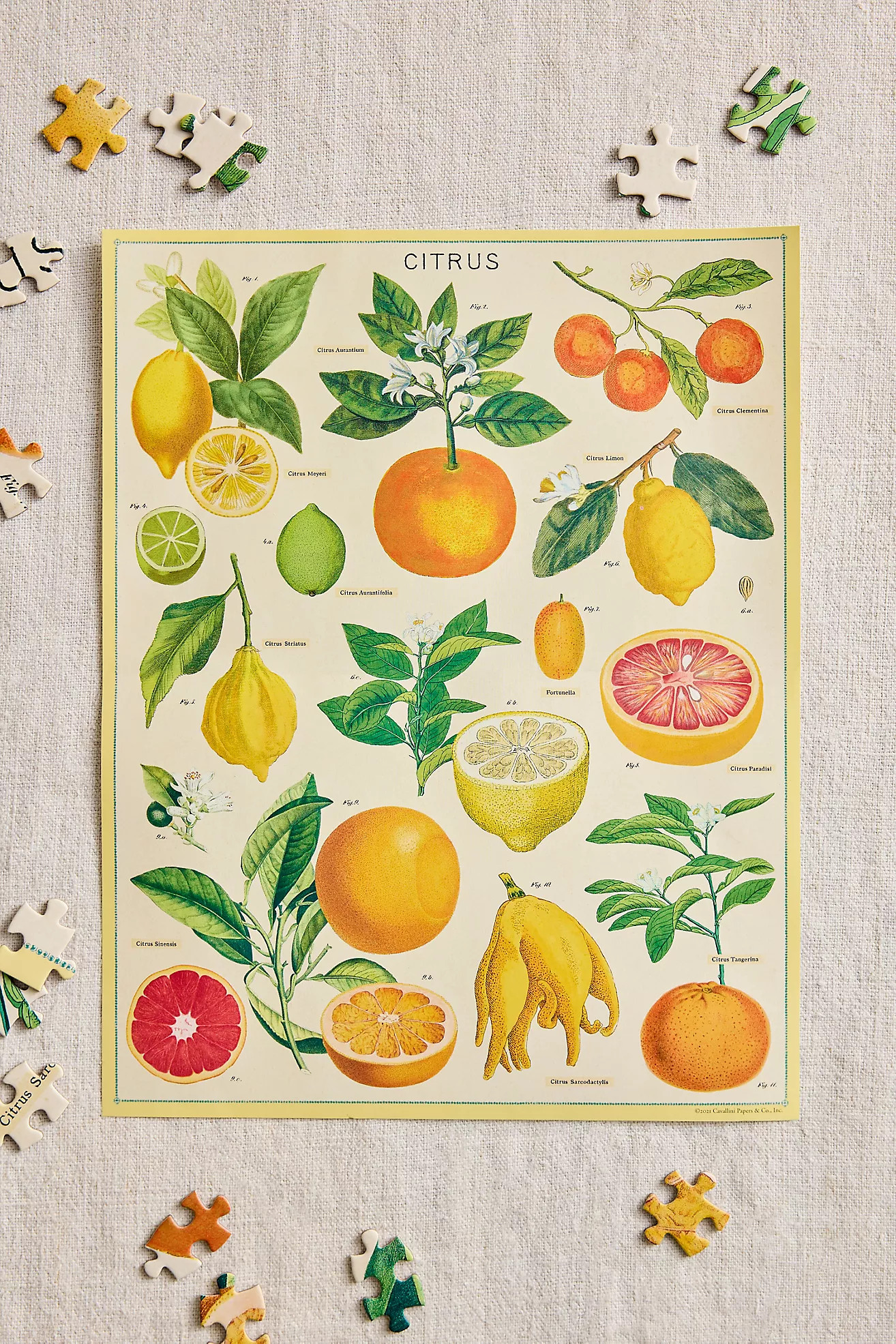 Citrus Puzzle | Anthropologie (US)