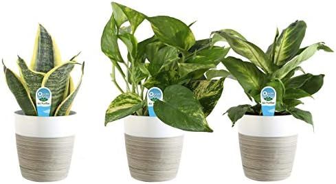 Costa Farms Clean Air 3-Pack O2 For You Live House Plant Collection, White Decor Planter, Green, ... | Amazon (US)