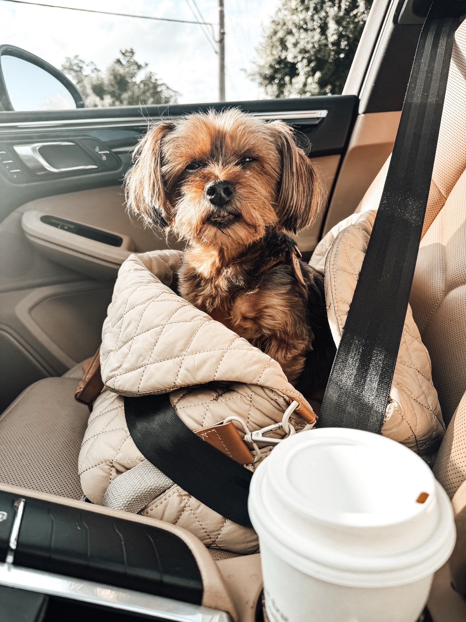 Dog Car Seat Bag

Scroll to shop. 

LTKPet

#LTKHome #LTKTravel