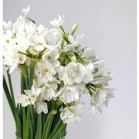 Paperwhite Flower Bulbs | Thorsen's Greenhouse | Etsy (US)