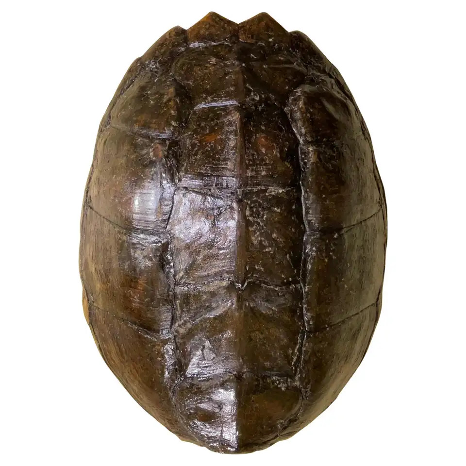 Rare and Exquisite Fresh Water Turtal Shell Wall Hanging - A Natural Treasure! | 1stDibs