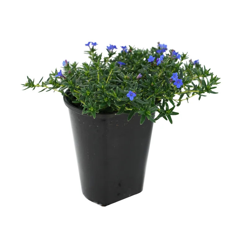 Expert Gardener Lithodora Blue Perennial Plant – 2.00 Quart Live Outdoor Spring Decor | Walmart (US)
