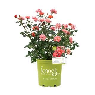 KNOCK OUT 2 Gal. Coral Knock Out Live Rose Bush with Brick Orange to Pink Flowers 53182 - The Hom... | The Home Depot