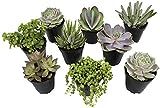 Altman Plants, Beloved Succulent Plants Collection (9 Pack) 3.5" Potted Succulents Plants Live House | Amazon (US)