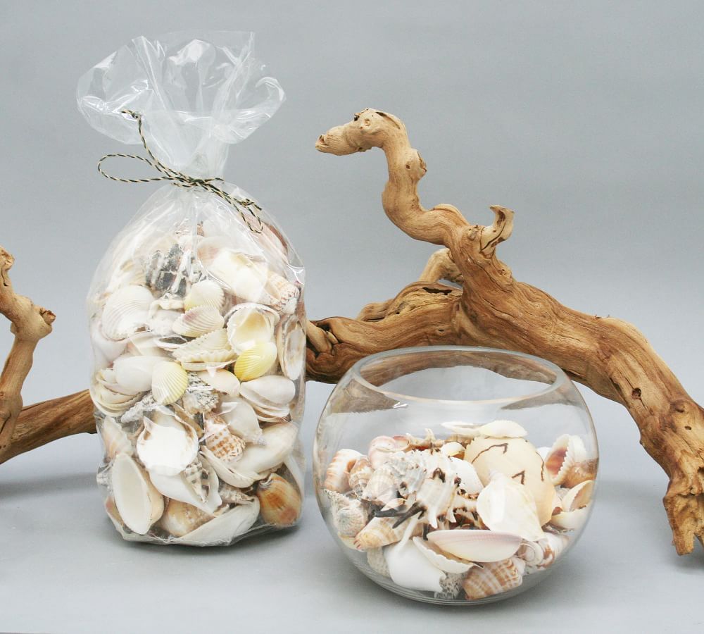 Mixed Shell Vase Filler, Large - White | Pottery Barn (US)
